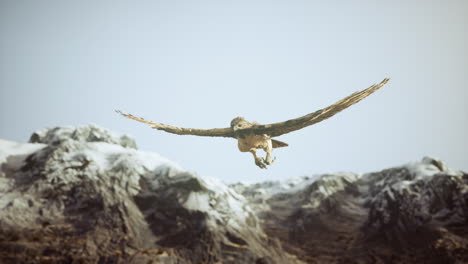 Extreme-Zeitlupenaufnahme-Eines-Adlers
